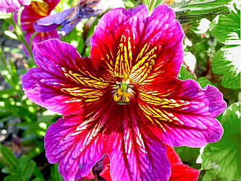 Flower, purple, leaves, nature HD wallpaper