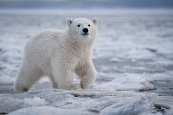 Polar bear graphy, Stunning captures, Arctic habitat, Wild beauty HD wallpaper