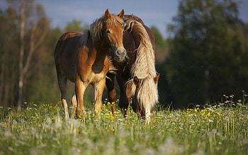 Animals, Horses HD wallpaper