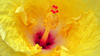 Flower, Macro, Petals, Stamens HD wallpaper