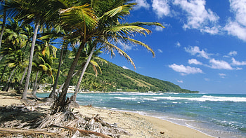 Coconut palms, Puerto Rico, , Stunning scenery HD wallpaper