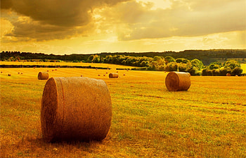 Landscape, Fields HD wallpaper