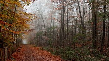 Nature, Trees, Autumn, Leaves, Forest, Path HD wallpaper