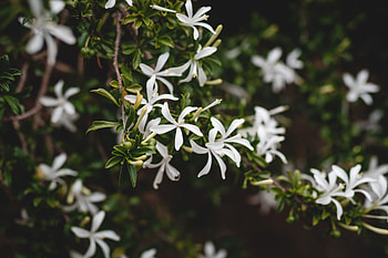 Flowers, Bush, Flower, Plant, Bloom, Flowering, Jasmine HD wallpaper
