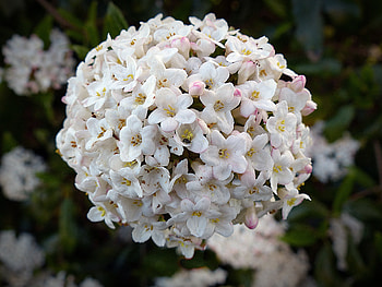 Flowers, Petals, Bud HD wallpaper