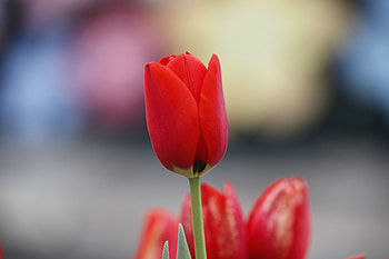 Red tulip, flowers, bud HD wallpaper