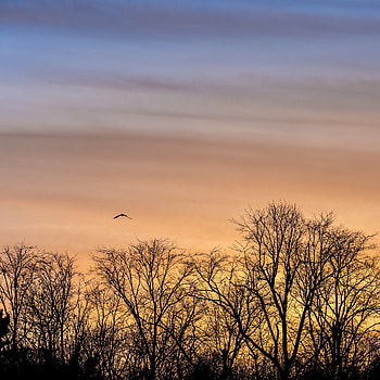 Nature, Trees, Bird, Branches HD phone wallpaper