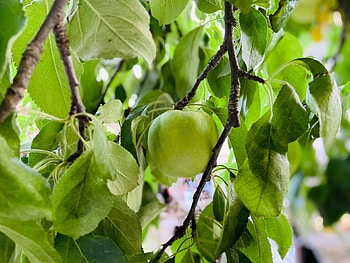 Food, Apple, Leaves, Branch, Fruit, Harvest HD wallpaper