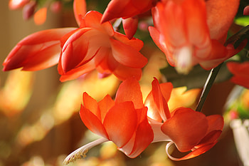 ღ, Flowers, Bright, Nature, Macro HD wallpaper