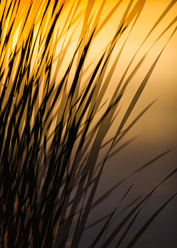 Grass, Plant, Macro, Dark, Lines, Shadow HD phone wallpaper