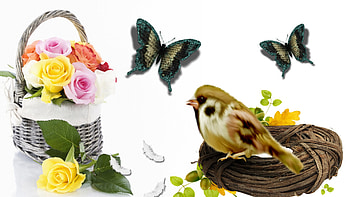 Basket Bird and Butterflies, butterflies, basket, bouquet, feathers, roses, bird, flowers, nest HD wallpaper
