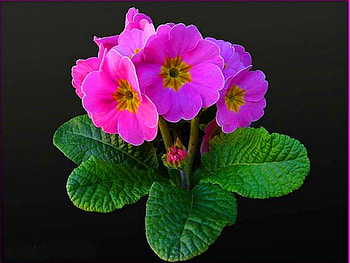 Pretty violets, pink, green leaves, black background, flowers, violets HD wallpaper