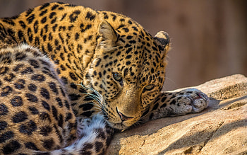 Zoo Leopard, leopard, animals, zoo HD wallpaper