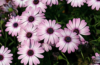 Flowers, Close-Up, Flower Bed, Flowerbed, Sharpness, Dimorfoteka, Dimorphotheque HD wallpaper