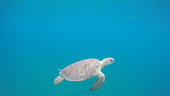 Playa Tamarindo wildlife, Turtles and birds, Coastal wonders, Nature's harmony HD wallpaper