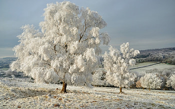 Winter tree, winter, mystic, colorful, colors, myst, snow, amazing, magic, landscape, cold, beautiful, tree, star, pretty, snowfall, christmas, lights, view, nature, forest HD wallpaper