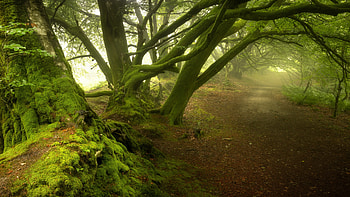 Into the Forest, trees, nature, forest, moss HD wallpaper