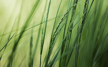 Grass, Background, Macro, Bright, Greens HD wallpaper