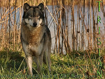 tristan by the lake, lakes, wolves, , wild beauties, tristan HD wallpaper
