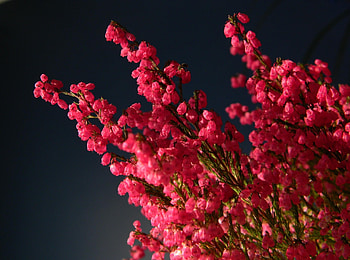 Flowers, Heather, Close-Up, Dark Background, Bouquet HD wallpaper