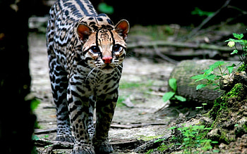 Animals, Cats HD wallpaper