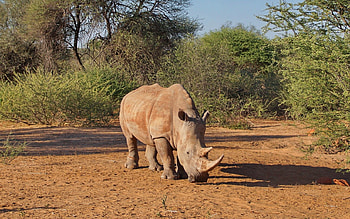White Rhino, animal, Rhino, white, Africa HD wallpaper