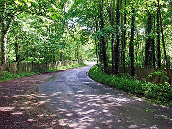 The Road Through, trees, road, leaves, forest HD wallpaper