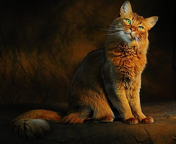 The Purrfect Portrait, brown, pretty, red, purrfect, cat, handsome, ginger HD wallpaper