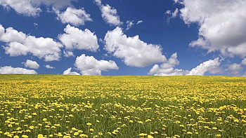 Landscape, Fields, Clouds HD wallpaper