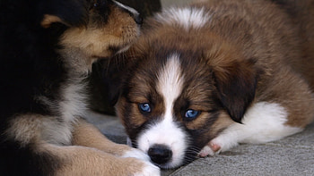 Australian Shepherd Puppies, dog, Puppies, Shepherd, Australian HD wallpaper