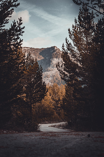 Nature, Trees, Autumn, Road, Turn HD phone wallpaper