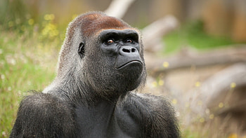 Angry gorilla, Intense expression, Striking , Powerful creature HD wallpaper