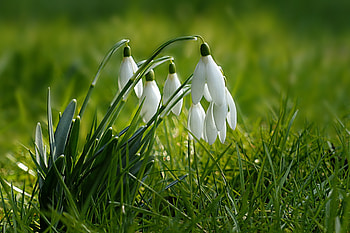 Grass, flowers, spring, plants, snowdrop HD wallpaper