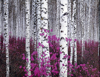 Birch trees, Beautiful tree, Nature's art, Serene ambiance HD wallpaper