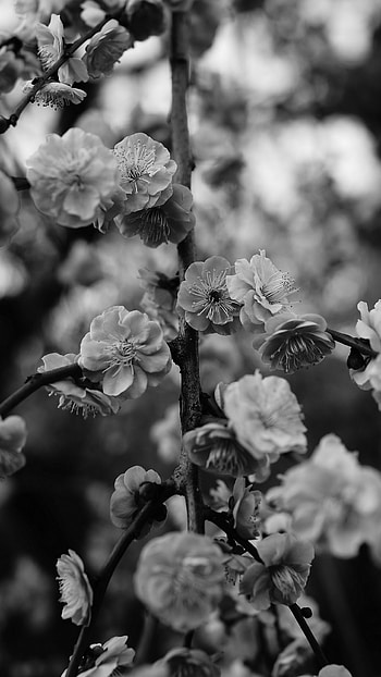 Black And White, Spring Flower HD phone wallpaper