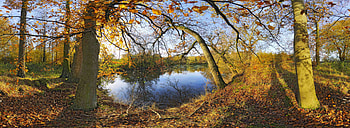 scenery1, trees, forest, pond HD wallpaper