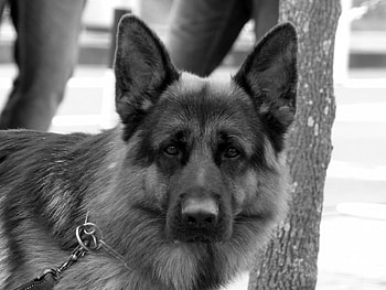 German shepherd, dog, sweet, animal, dogs, cute, beautiful, puppys, puppy, pretty, animals, lovely HD wallpaper