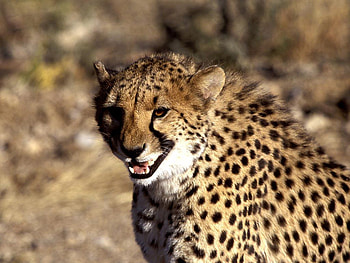 now i'm really pissed, teeth, cat, wild life HD wallpaper