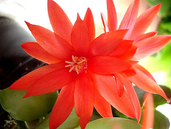 Day Light, nature, light, red, flower HD wallpaper