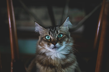 Animals, Cat, Fluffy, Muzzle, Blue Eyed, Blue-Eyed HD wallpaper