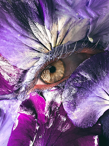 Macro, Petals, Eye, Creative, Makeup HD phone wallpaper