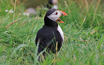 Puffin, animal, nature, bird HD wallpaper