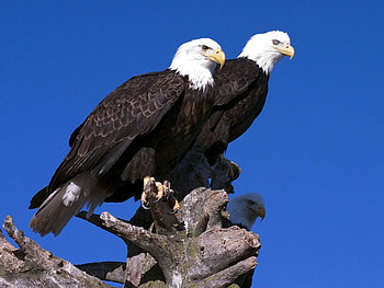 Eagles, cool, beautiful HD wallpaper