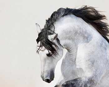 Grey Andalusian Portrait, spanish, andalusian, horses, grey, iberian HD wallpaper