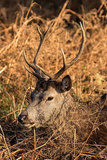 Animals, Deer, Profile, Horns HD phone wallpaper