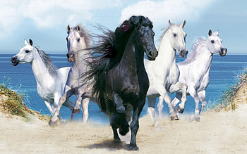 Animals, Horses HD wallpaper