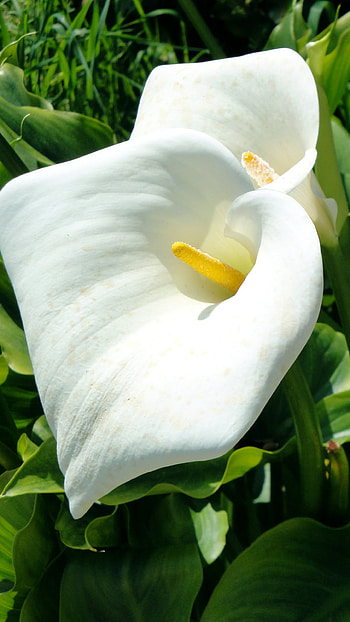 Calla Lily, Earthy beauty, Natural wonder, Floral charm HD phone wallpaper