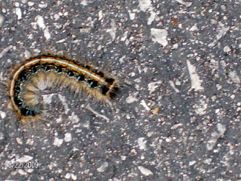 caterpillar, small, fuzzy HD wallpaper