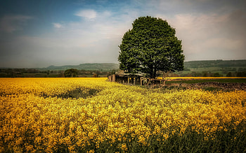 Belarus, Field, , Tranquil scenery HD wallpaper
