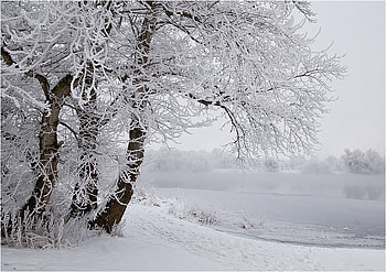 Frozen Lake, winter, white, snow, trees, beautiful HD wallpaper